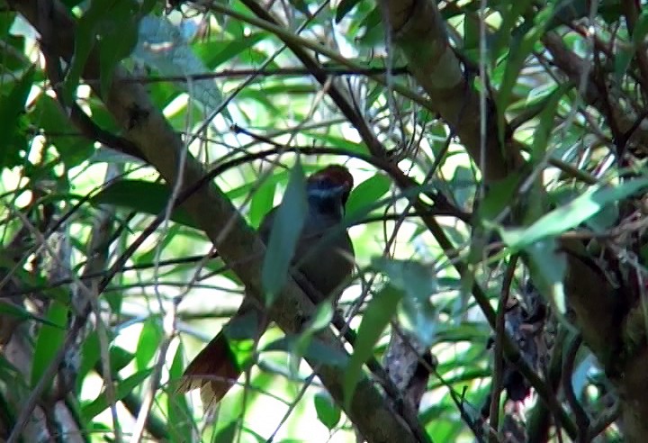 Rufous-capped Spinetail - Josep del Hoyo