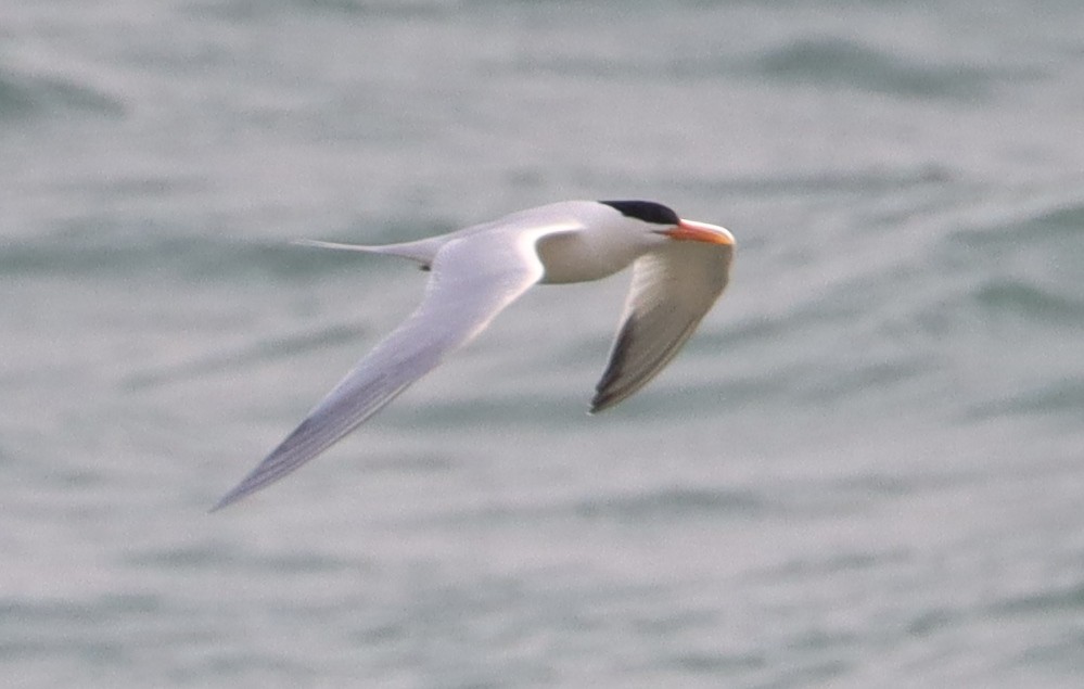 West African Crested Tern - ML415402431