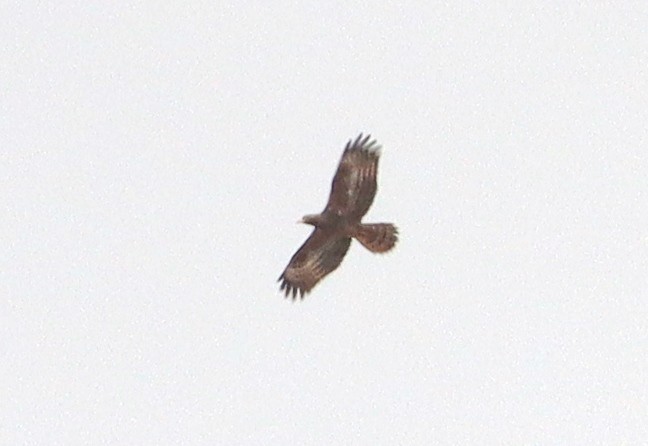 European Honey-buzzard - ML415402501