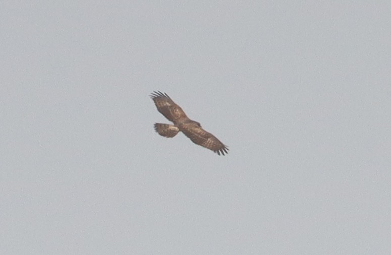 European Honey-buzzard - ML415402511