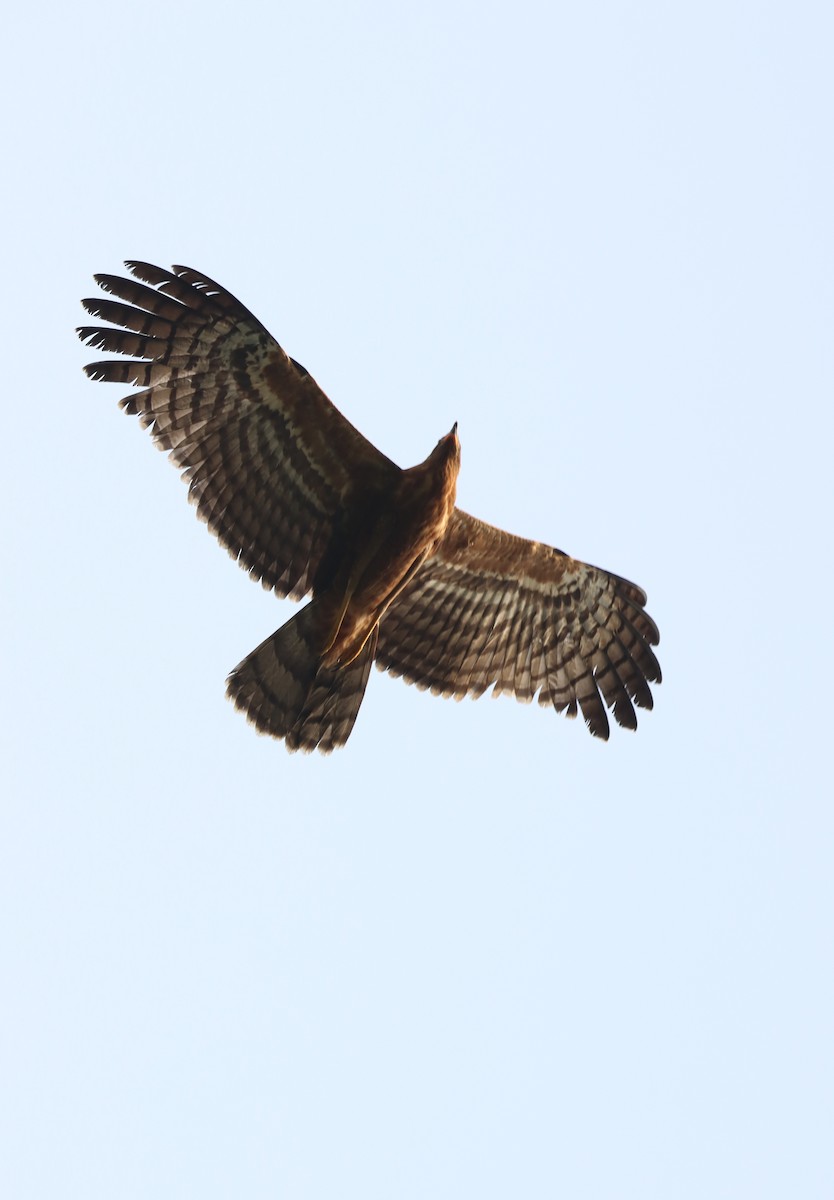 African Harrier-Hawk - ML415402531