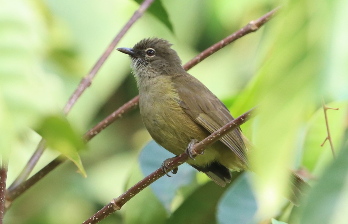 Gray Greenbul - ML415402681