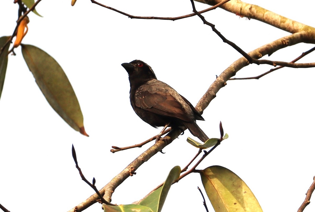 Gray-headed Nigrita - ML415403081