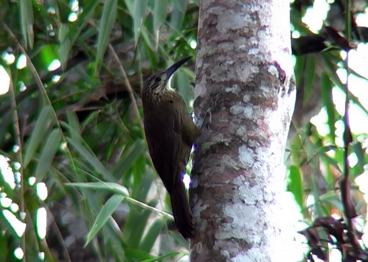 White-throated Woodcreeper - ML415403241