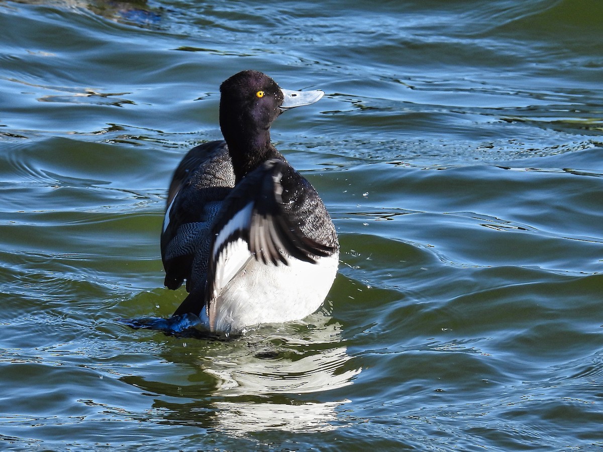 Greater Scaup - ML415403371