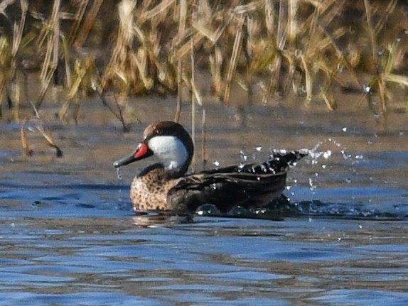 White-cheeked Pintail - ML415403851