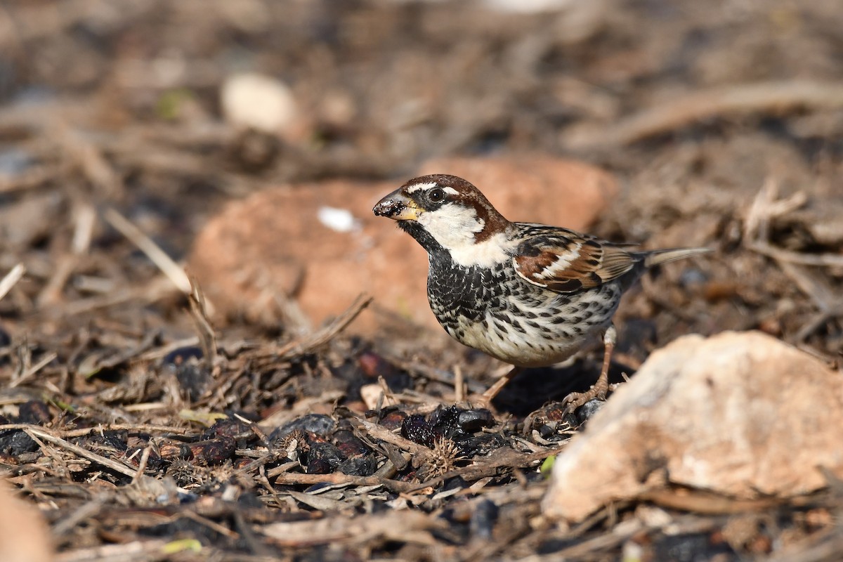 Spanish Sparrow - ML415404531