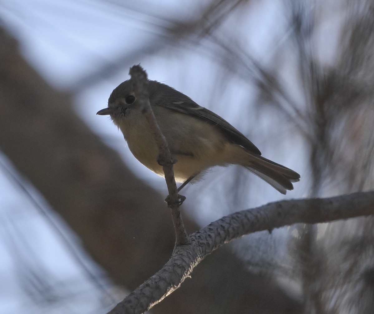 Hutton's Vireo - ML415405261