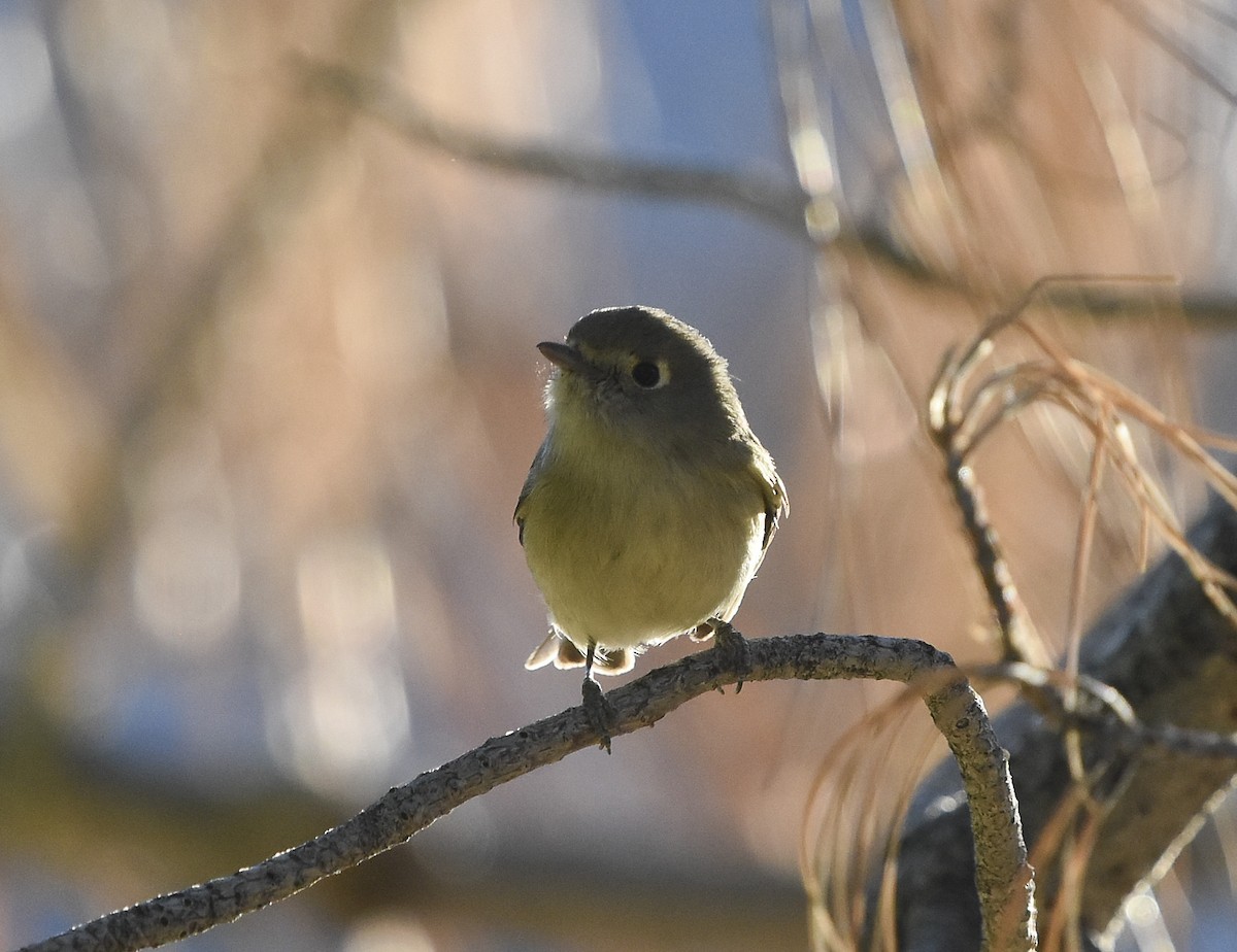 Hutton's Vireo - ML415405351