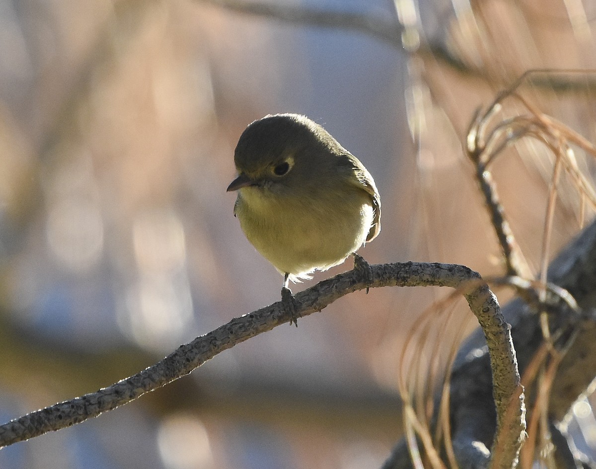 Hutton's Vireo - ML415405471