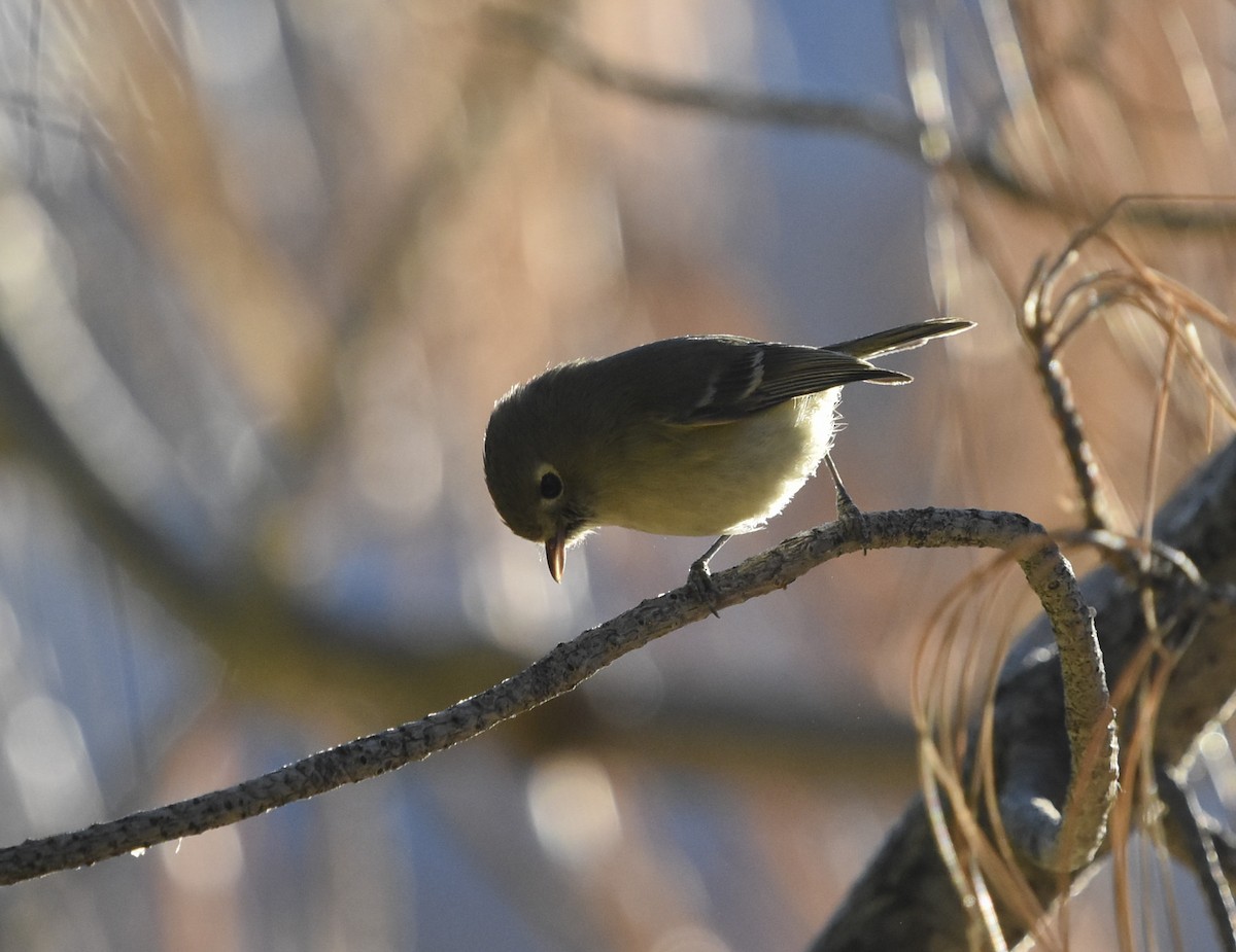 Hutton's Vireo - ML415405491