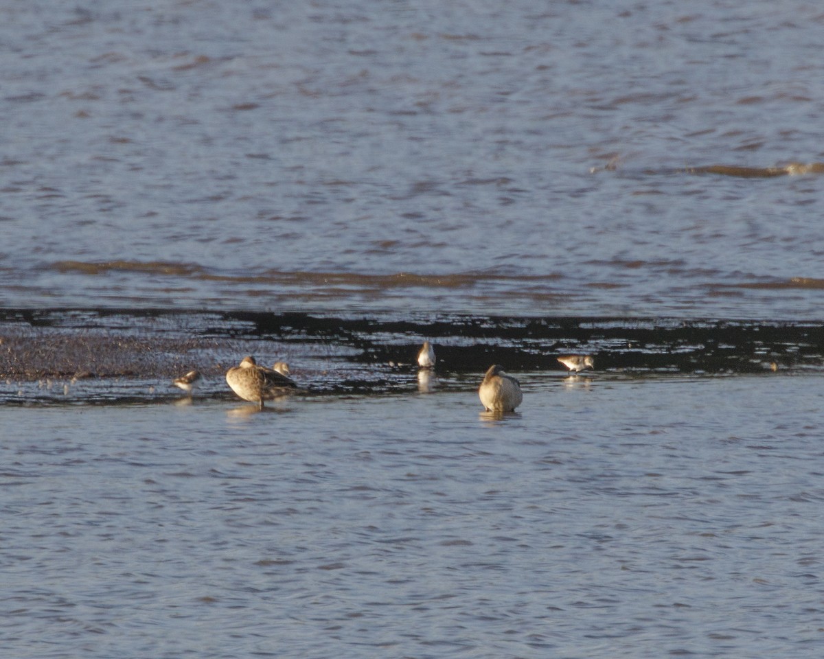 Kittlitz's Plover - ML415405931