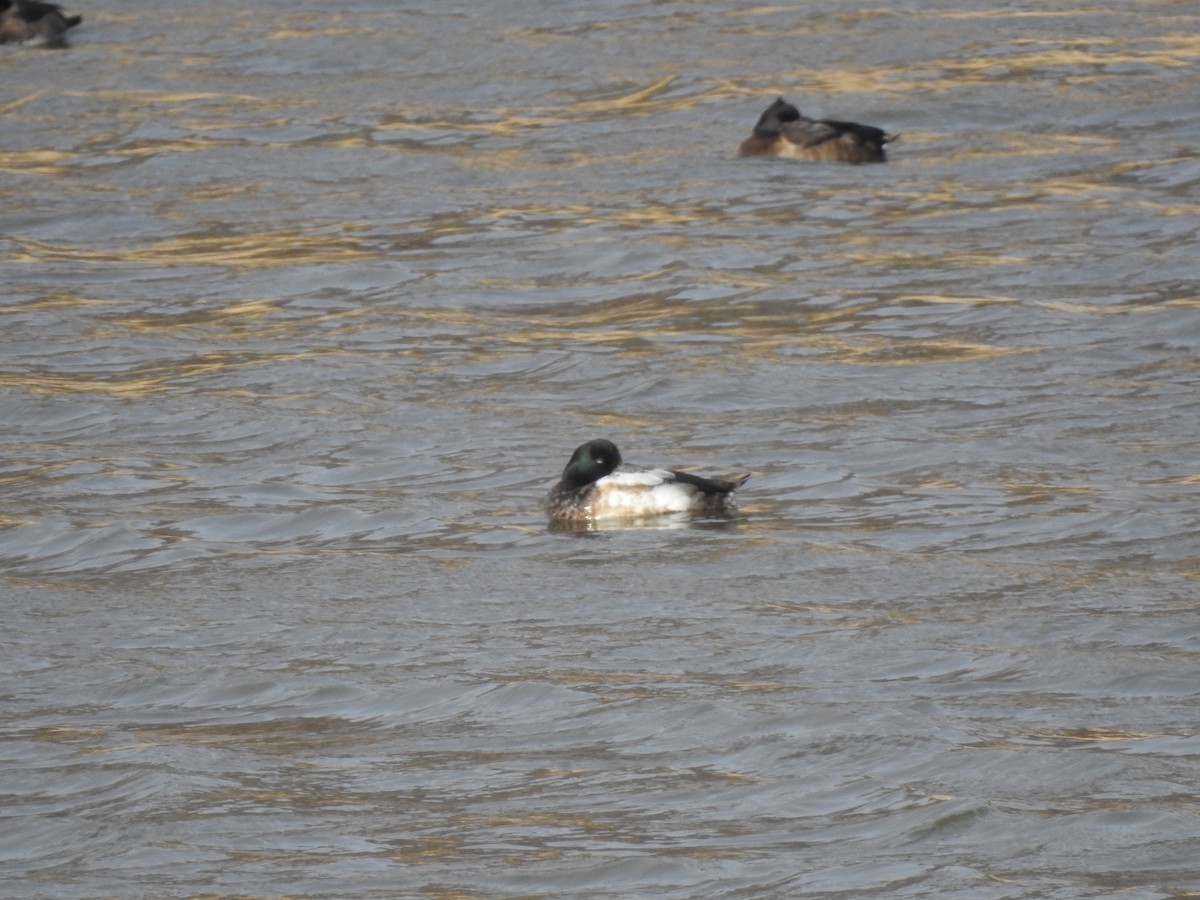 Greater Scaup - ML415406141