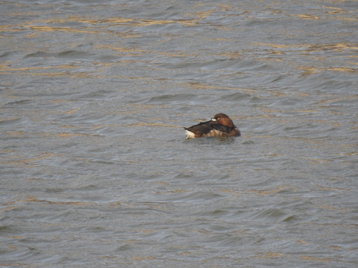Greater Scaup - ML415406181