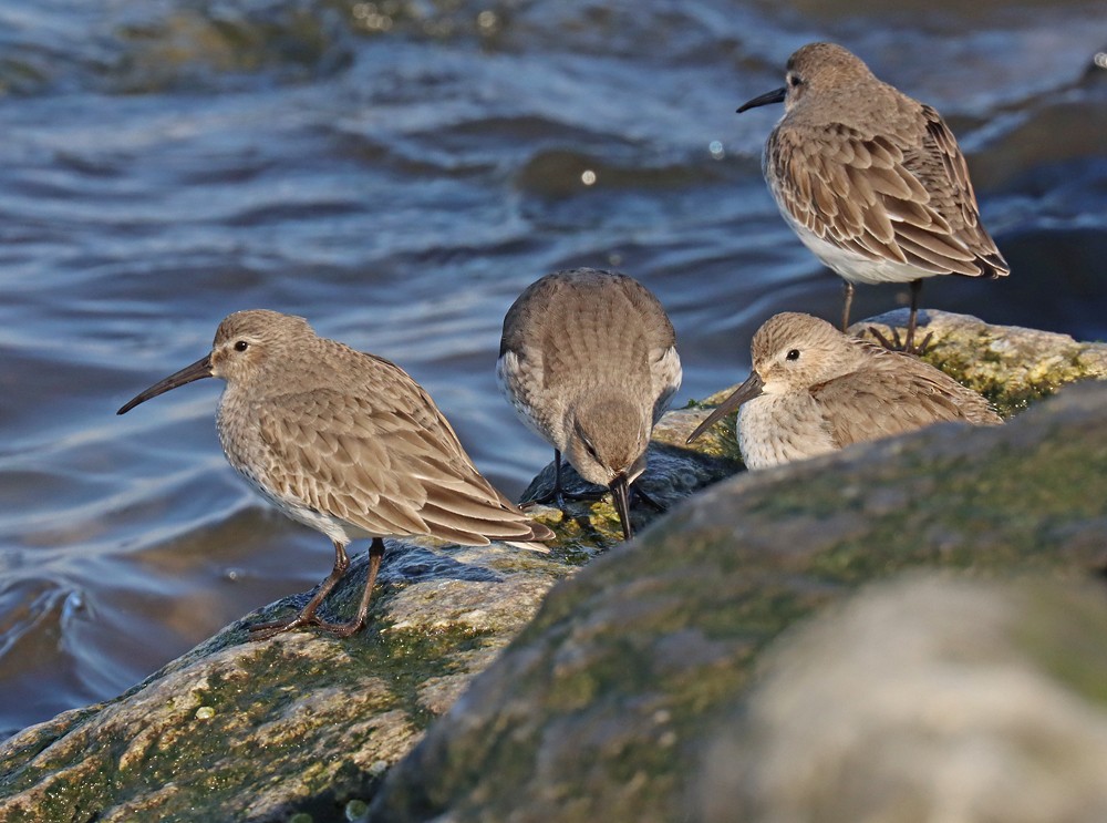 Alpenstrandläufer - ML415407641