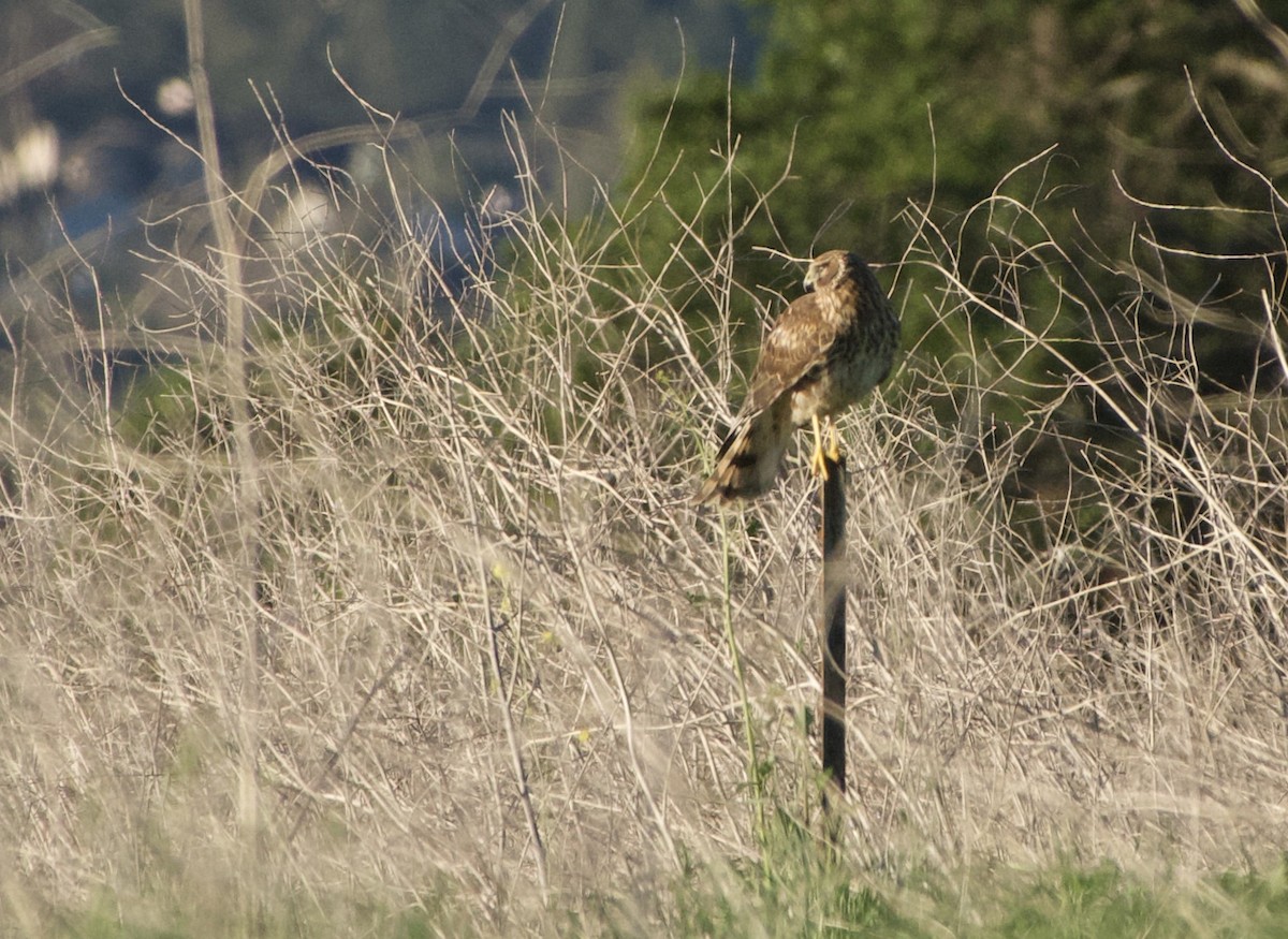 Northern Harrier - ML415407761