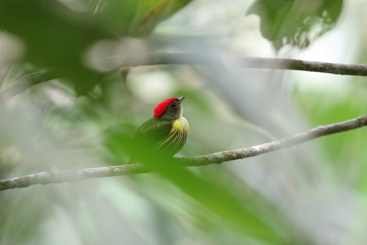 Painted Manakin - Jon Irvine