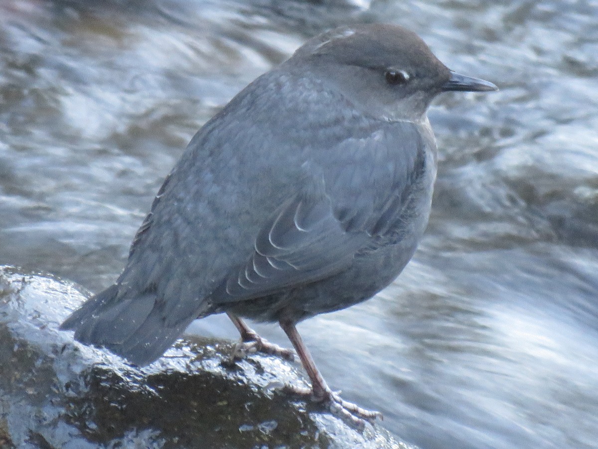 American Dipper - ML415408401
