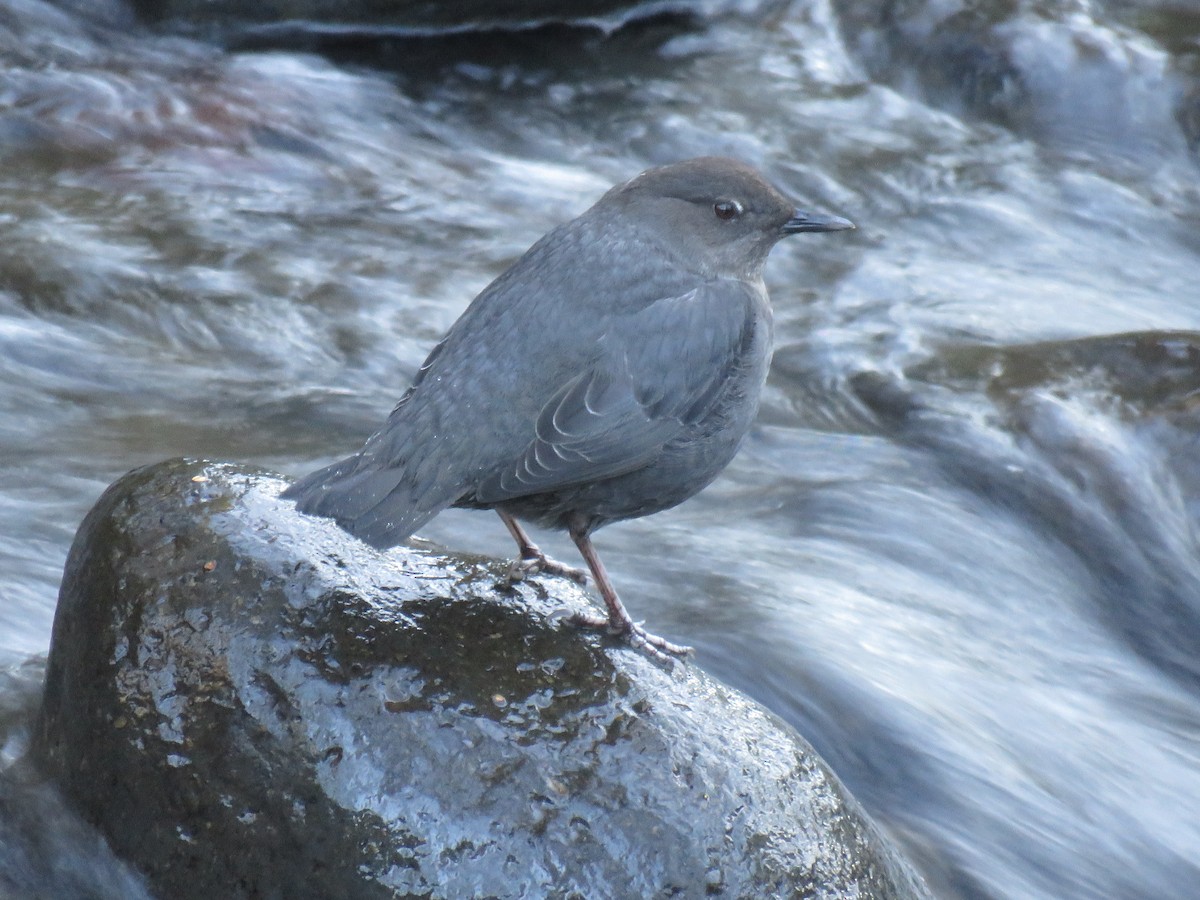 American Dipper - ML415409511