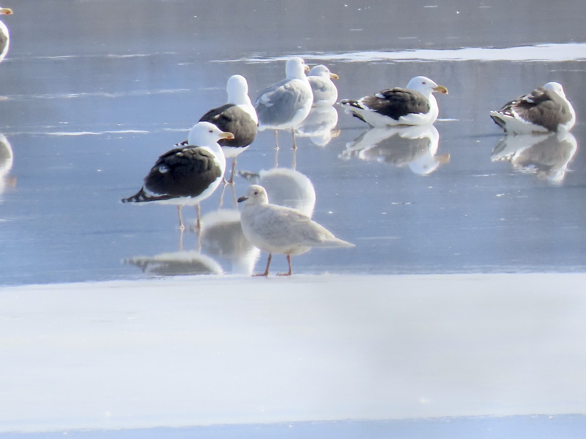 Iceland Gull - ML415410251