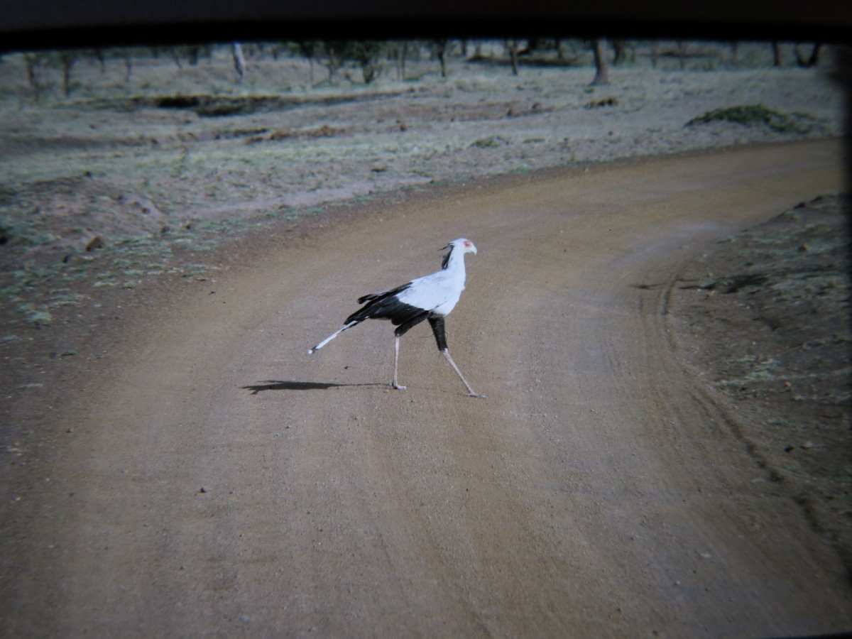 Secretarybird - George Mayfield