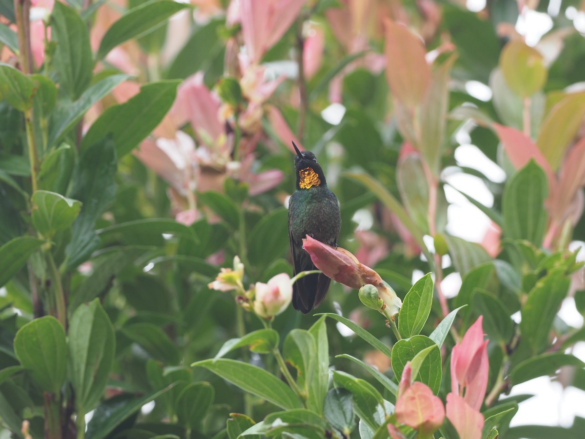 Colibrí Lucero - ML415410521