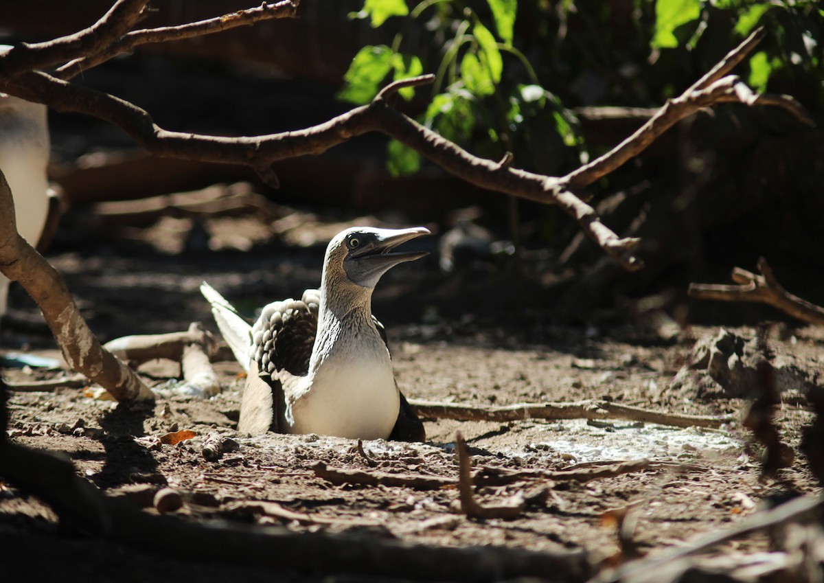 Blue-footed Booby - ML415410961