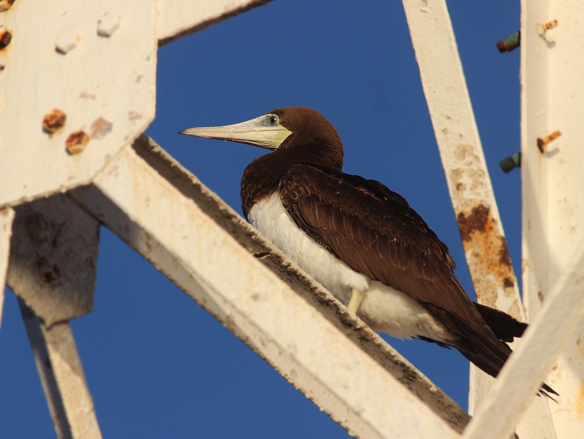 Brown Booby - ML415411021