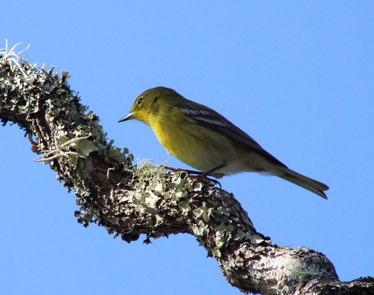 Pine Warbler - ML415411921