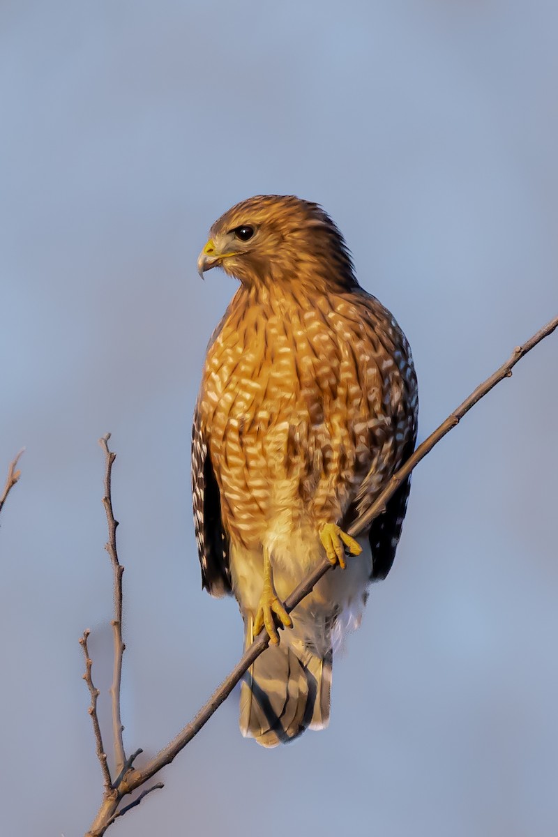 Red-shouldered Hawk - ML415412321