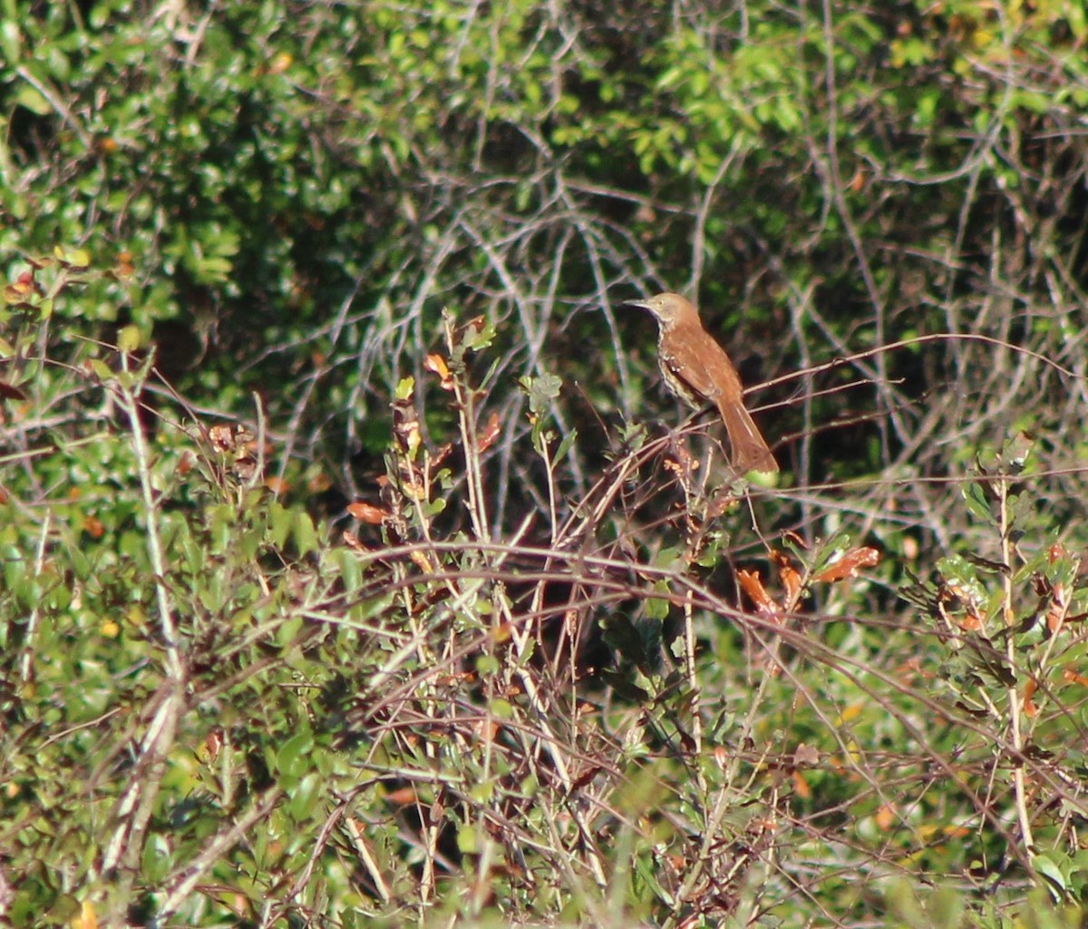 Brown Thrasher - ML415412361