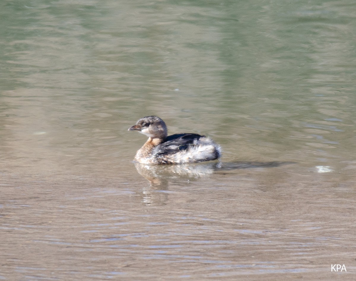 Pied-billed Grebe - ML415413021