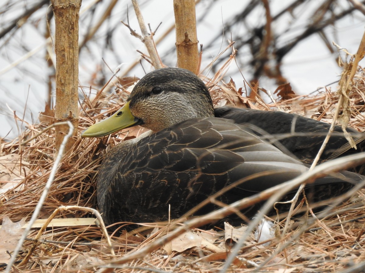 American Black Duck - ML415413121