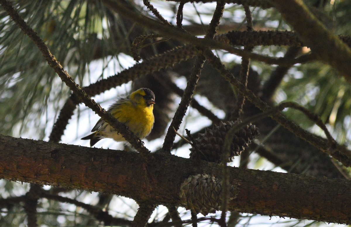 Eurasian Siskin - ML415413271