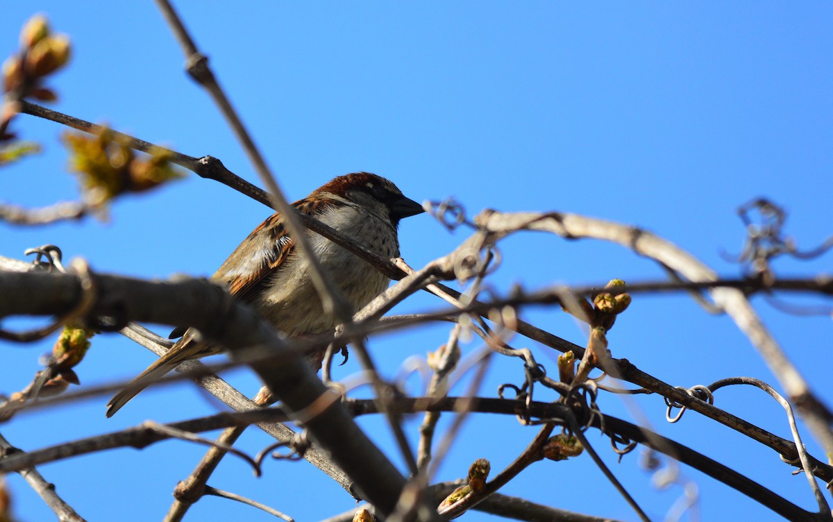 House Sparrow - Luís Santos