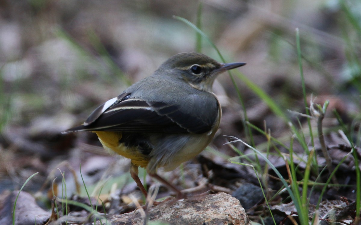 Gray Wagtail - ML41541361