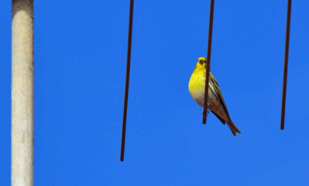 European Serin - Luís Santos