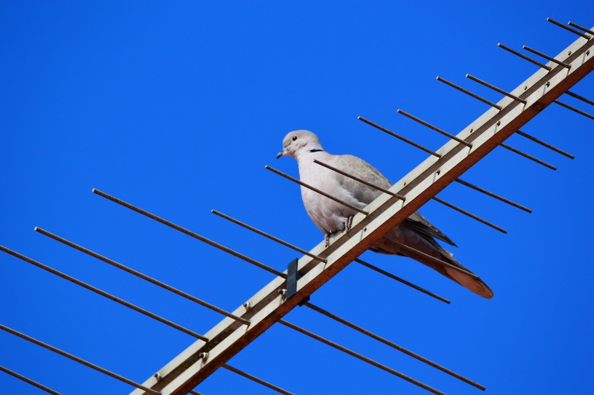 Eurasian Collared-Dove - ML415413801