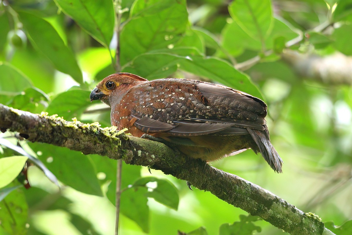 Starred Wood-Quail - ML415413951