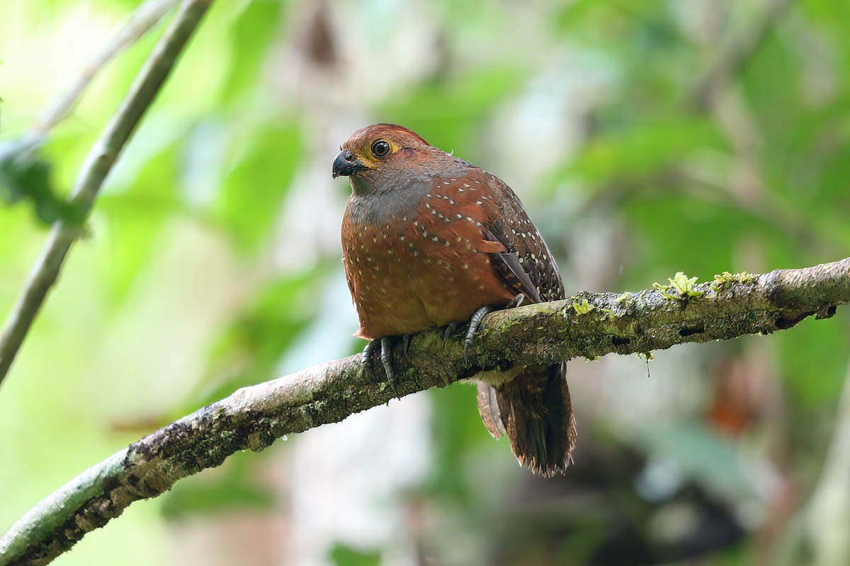 Starred Wood-Quail - ML415413971