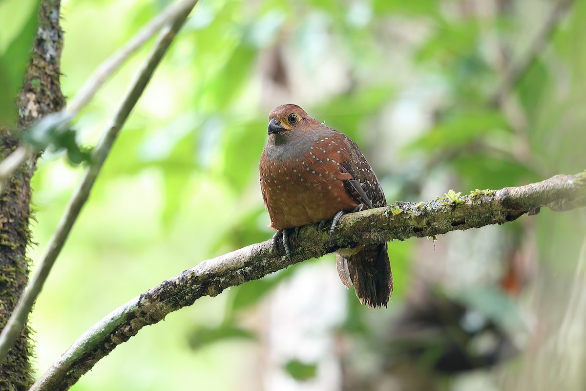 Starred Wood-Quail - ML415413991