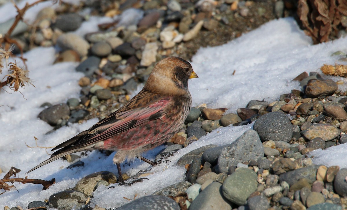 Asian Rosy-Finch - ML41541501