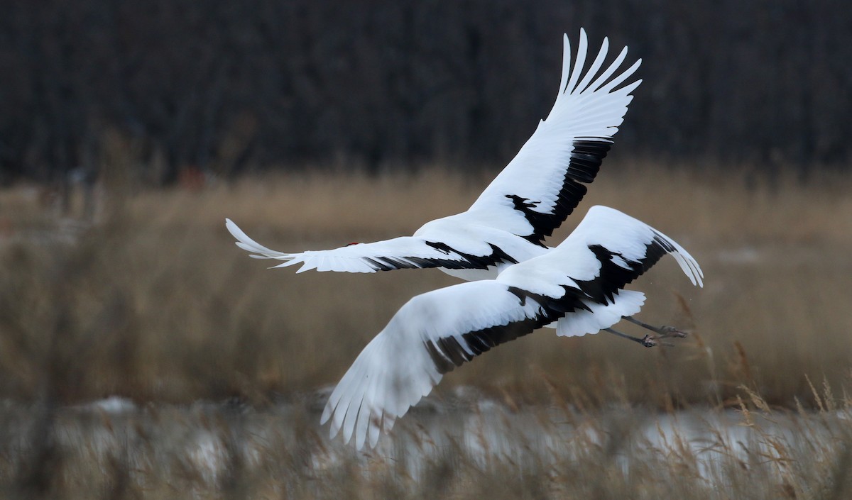 Red-crowned Crane - ML41541531