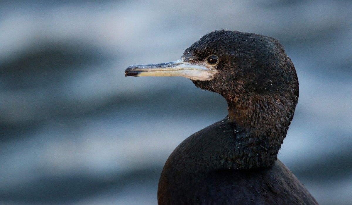 Cormorán Carirrojo - ML41541701