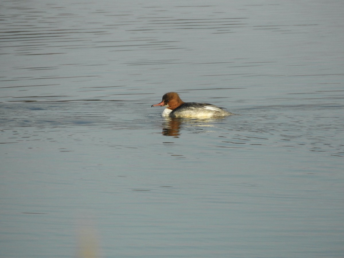 Common Merganser - ML415417031