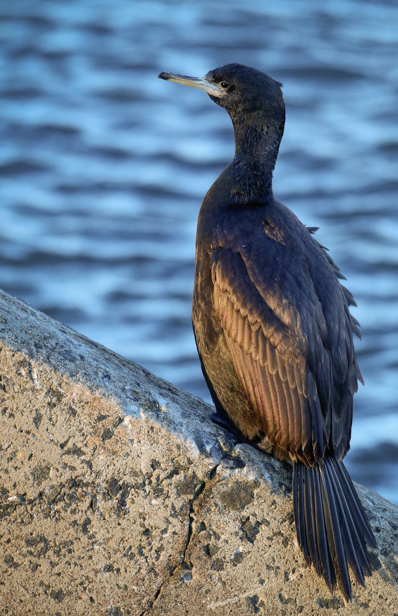 Cormoran à face rouge - ML41541711