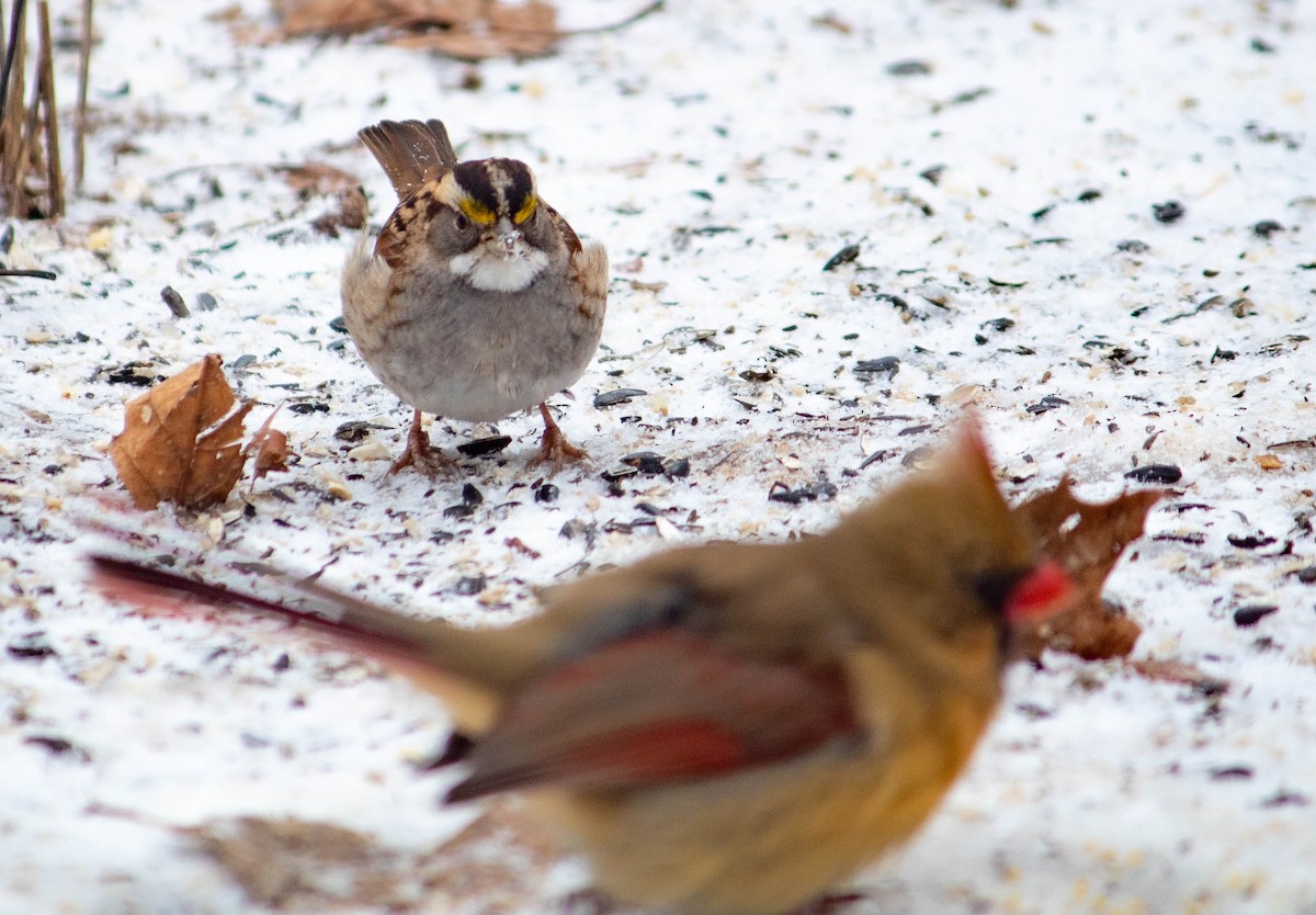 White-throated Sparrow - Samuel Newkirk