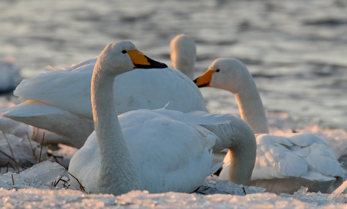 Whooper Swan - ML41541771