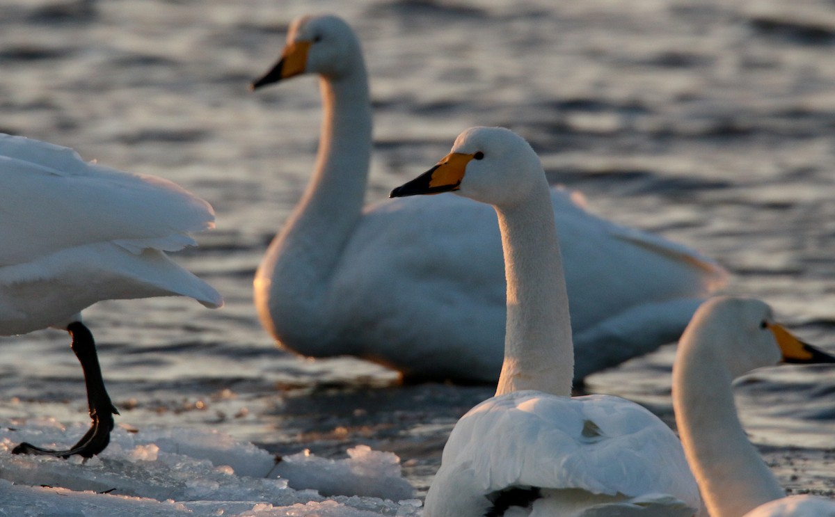 Whooper Swan - ML41541791