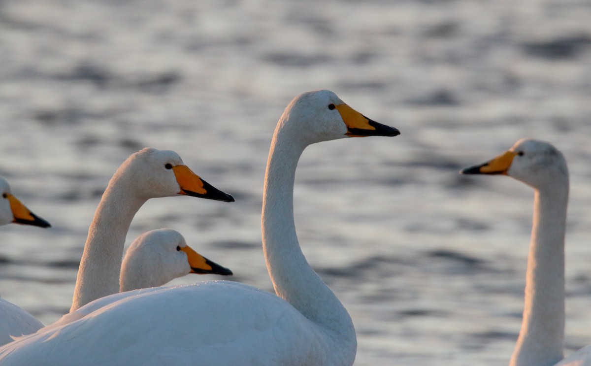 Whooper Swan - ML41541801